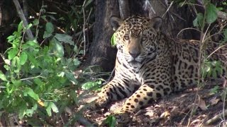 The Pantanal Brazils wildlife paradise [upl. by Mcloughlin]