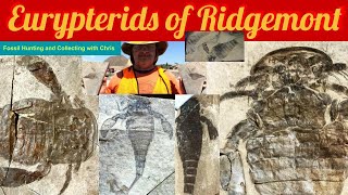 Eurypterids of Ridgemont Fossil Hunting and Fossil Collecting with Chris Trilobite Eurypterid site [upl. by Dallis]