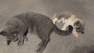 ADORABLE British Shorthair KITTEN Plays with Mochi’s TAIL  CUTEST Moment Ever [upl. by Arhna]