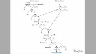 🔴 LEXPLICATION LA PLUS CLAIRE  CASCADE COAGULATION   DR ASTUCE [upl. by Maryn]