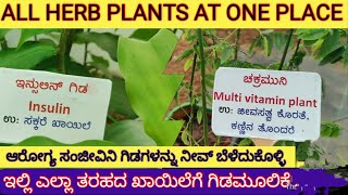 ಯಾವ ಔಷಧೀಯ ಸಸ್ಯಗಳು ಯಾವ ಖಾಯಿಲೆಗ್ ಗೊತ್ತಾ complete medicinal plants in one place [upl. by Ohaus]