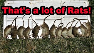 24 Rats vs 2 Dogs [upl. by Otsedom562]