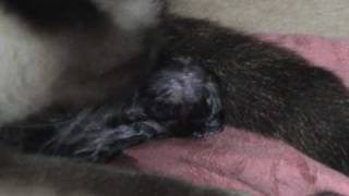 Cat Giving Birth amp Eating Stillborn Kitten [upl. by Ranitta435]