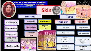 Histology of skin Prof Dr Amal Mohamed Moustafa [upl. by Rockwell]