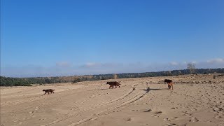 only 3 irish setter girls in the sand nothing more here onlysetters [upl. by Lowe115]