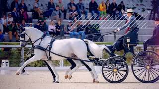 FEI DRIVING  Dressage Competition [upl. by Ahsoym430]