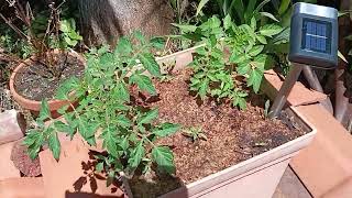 Tomato Seedlings Getting Bigger [upl. by Lindsay339]