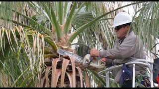 Palm Tree Pruning [upl. by Lakym]