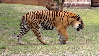 Bengal Tiger Roar and Grooming in HD  Captivating Beauty [upl. by Lightfoot]