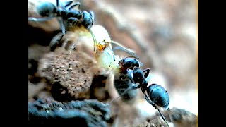 Wild Footage White Ants vs Black Ants [upl. by Mohandis]