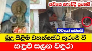 බුදු පිළිම වහන්සේ අසලට වී කදුළු වගුරන වඳුරා  A sensitive story about a monkey in the kolonna area [upl. by Aikcir]