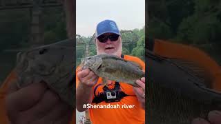 Small mouth from Shenandoah River my first ever bassfishing fishing bassangler [upl. by Pappano]