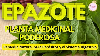 DOCUMENTAL EPAZOTE Planta Medicinal Usos Usos y Beneficios para la SALUD [upl. by Inilahs]