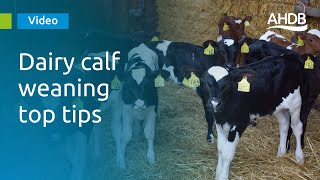 Dairy calf weaning top tips [upl. by Gay]