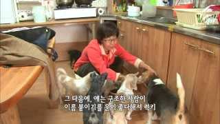 MBC 다큐스페셜  엘리조의 특별한 유기견 사랑 20131118 [upl. by Joao]