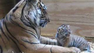 Tiger Cub Day 30  Grooming by Mom [upl. by Levina]