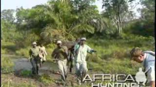 Hunting Western Sitatunga  Red River Hog  AfricaHuntingcom [upl. by Mcafee]