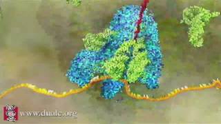 mRNA Translation Advanced [upl. by Verine801]