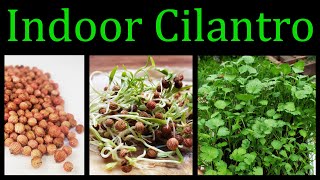 How To Grow Cilantro Coriander Indoors  The Definitive Guide [upl. by Alegre660]