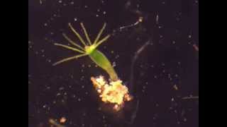 Hydra feeding on Artemia nauplii [upl. by Philoo]