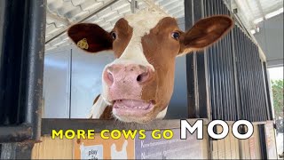 COW SOUNDS FOR KIDS  More Cows Go MOO real cows [upl. by Christmann]