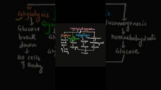 Carbohydrates MetabolismGlycolysisGlycogenolysisGlycogenesisGluconeogenesisYouTube short [upl. by Rogerson]