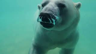 Polar Bear Swimming Underwater [upl. by Nos]