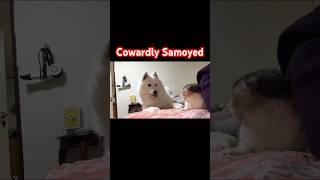 Cowardly Samoyed [upl. by Niawat508]