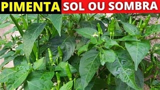 Pimenta gosta de sol ou sombra [upl. by Ssilb477]