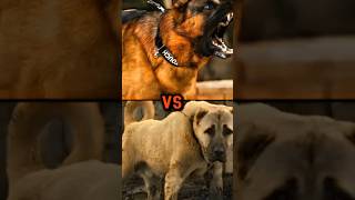 pitbull vs eurasier vs kangal vs jurman shepherd [upl. by Atsira]