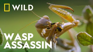 Praying Mantis Vs Wasp  Wild Europe  National Geographic Wild [upl. by Swayder]