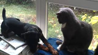 Deutscher Jagdterrier und Katze Charlie and Baldrick [upl. by Brace]