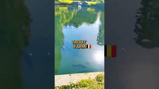 Filipina Belgian Life TROUT FARM in Voeren Belgium troutfarmtroutfishing Voerentroutfarmbelgium [upl. by Joly183]