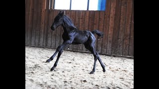 10 days old Friesian horse filly Jildou at the inside arena so cute [upl. by Aramoy]