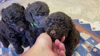 Brown Moyen Poodle puppies for sale in Michigan [upl. by Perloff]