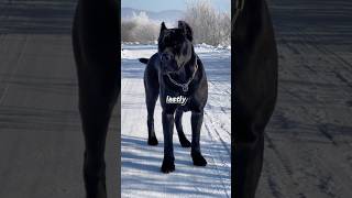 quotPowerful Muscle Dogs Top 3 Breeds You Cant Miss 💪🐾quot [upl. by Teodoor]