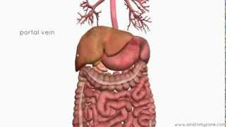 Introduction to the Digestive System Part 4  Accessory Organs  3D Anatomy Tutorial [upl. by Eibur710]