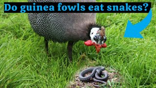 Do guinea fowls eat snakes [upl. by Mutua]