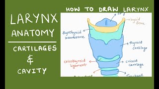 Larynx Anatomy  Bones and Cartilage  Cavity of larynx  How to draw  Diagram [upl. by Kathe]