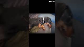 puppy daschund funny dachsund dog dachshund theollieworld pets ollie [upl. by Nwahsit991]