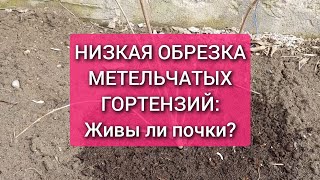 Низкая обрезка метельчатых гортензий живы ли почки [upl. by Nealey]