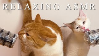 Cute cats give a massage for your brain  RELAXING ASMR [upl. by Bernita]