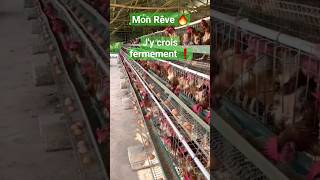 Élevage des pondeuses 🥚 plus quune passion ❗ Afrique [upl. by Devonna]