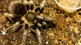 Tarantula Mythbuster Video 43  Detailed Overview of Aseemanni Costa Rican Zebra [upl. by Barrington]