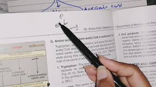 Amino acid that forms Acetyl coAacetoacetate aminoacidmetabolism [upl. by Aihsetan]