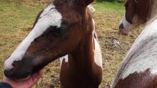 bébé dans le bac a foin des chevaux [upl. by Cobbie]