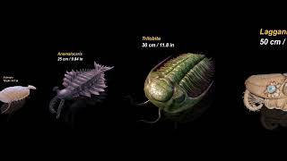 Sizes of Cambrian Animals [upl. by Neelrac177]