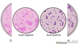 Difference between Gram positive and Gram negative [upl. by Nalad]