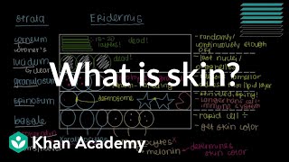 What is skin Epidermis  Integumentary system physiology  NCLEXRN  Khan Academy [upl. by Enilrem]