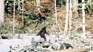 PattersonGimlin Bigfoot Film analysis 4K stabilised colour [upl. by Saum567]